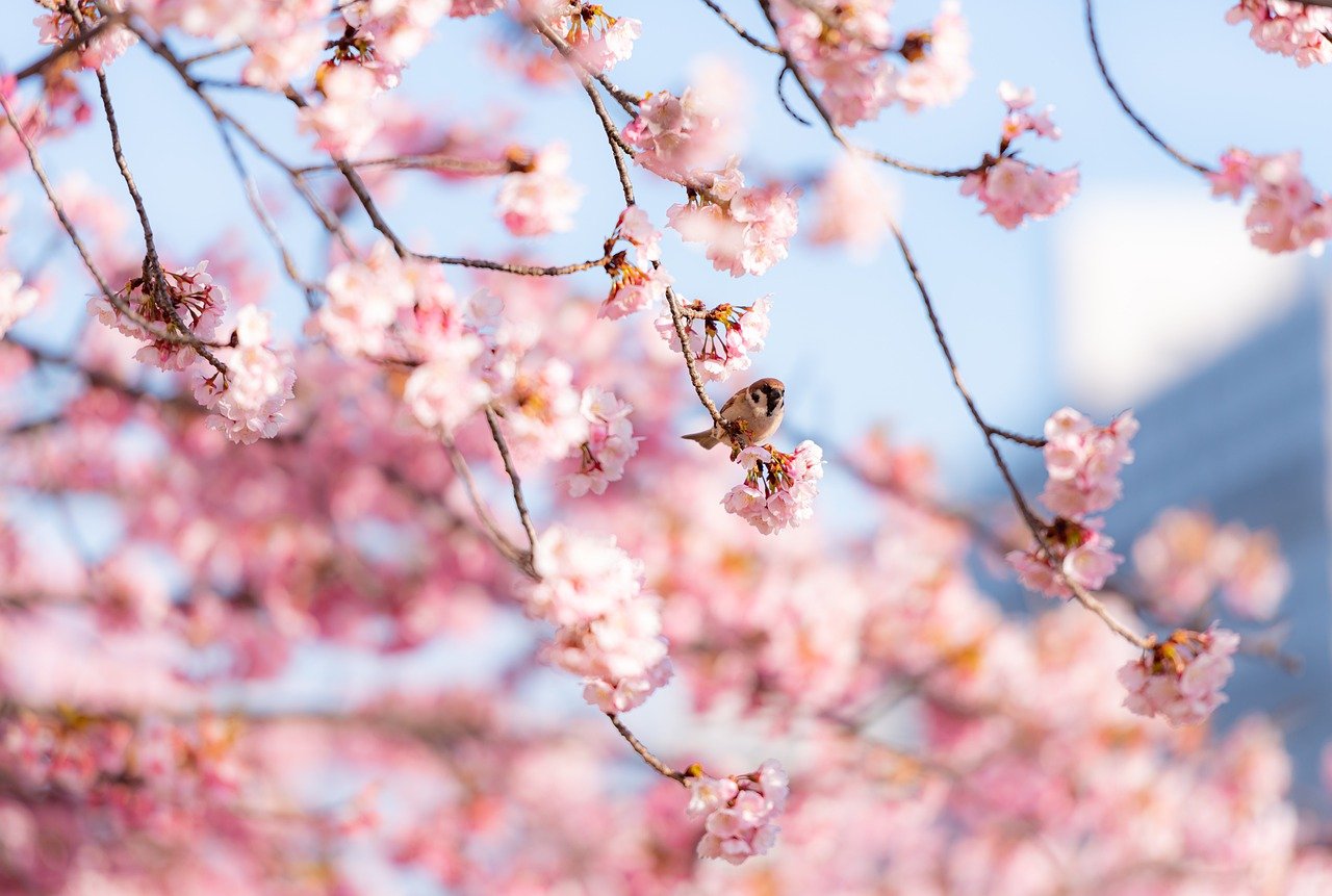 cherry blossom, flowers, bird